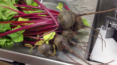 Teaching-Garden-Beets_thumb