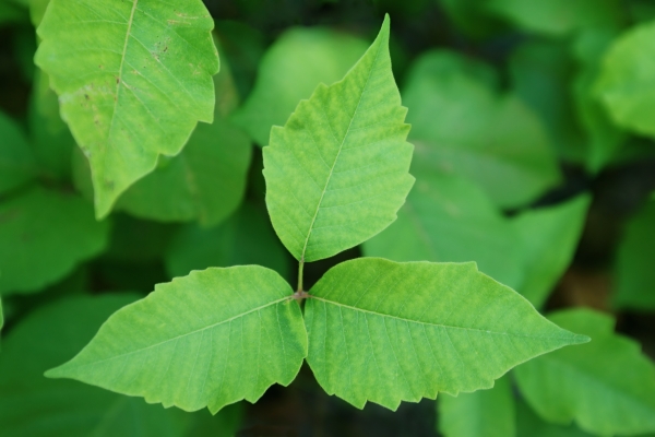 Daily Dose - You Asked, We Answered - 6 Things to Know about Poison Ivy and Oak Daily Dose - You Asked, We Answered - 6 Things to Know about Poison Ivy and Oak