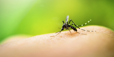Zika-Facts-Not-Fear_thumb