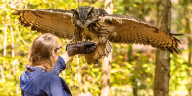 Raptor-Center_thumb