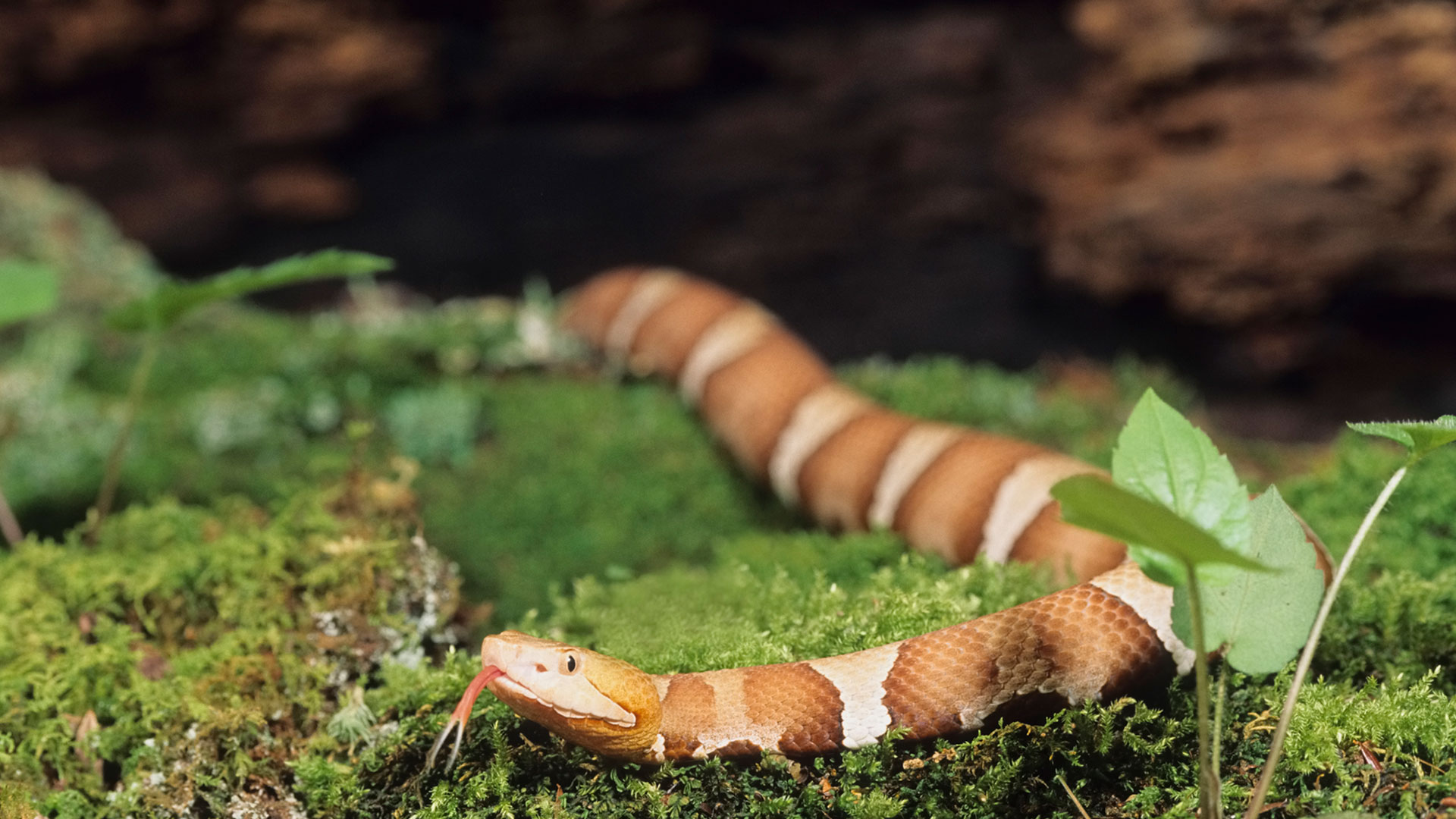 Daily Dose Snake Bites On The Rise In North Carolina Daily Dose Snake Bites On The Rise In North Carolina